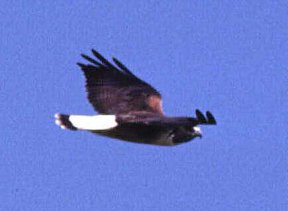 White-tailed hawk in flight White-tailed hawk in flight