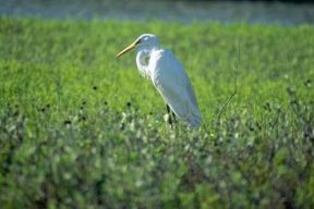 An egret keeps watch for its next meal.