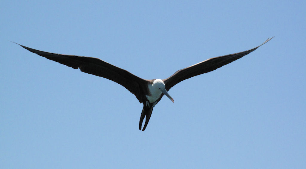 birds migrate