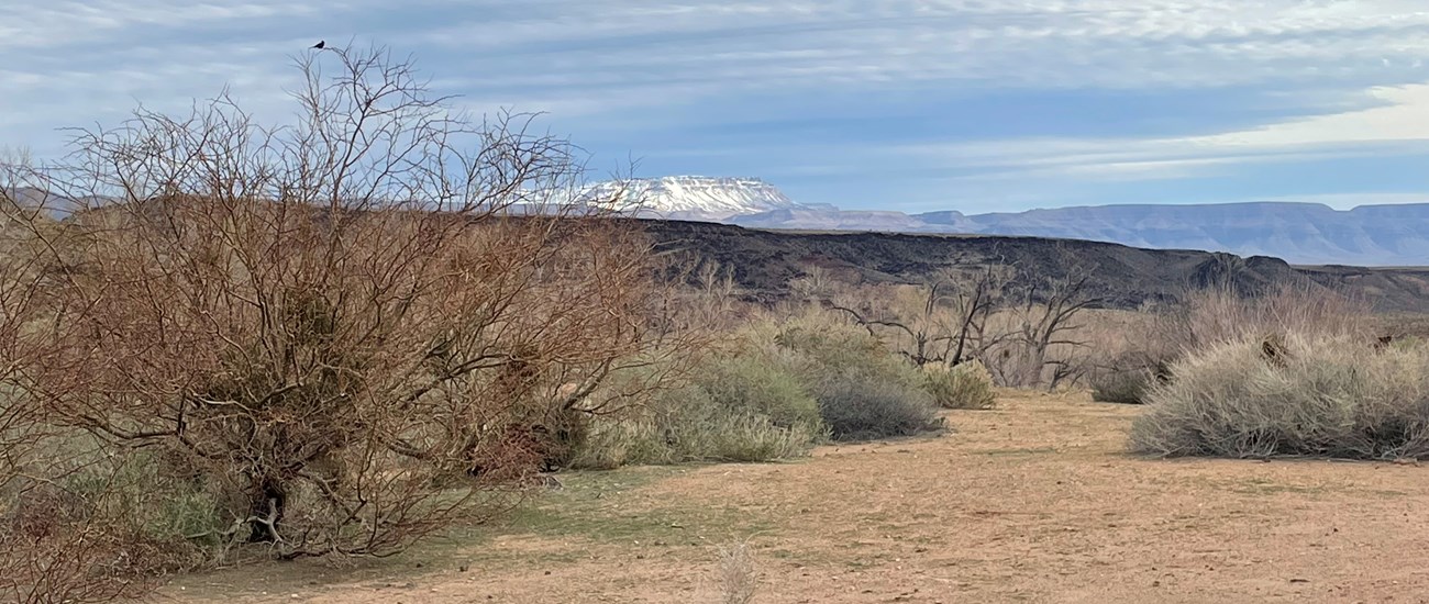 Winter view of Snap Point from Pakoon Springs. Peaks in the far horizon are snowcapped, a sagebrush steppe landscape in the foreground. A lone bird is perched in the bush to the right of the image.