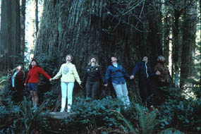 Hikers around a tree in the Redwood National Forest