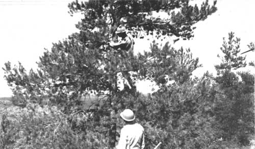 Pruning misletoe, ca. 1962
