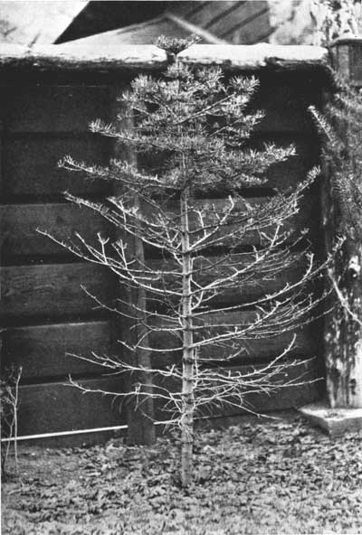 White fir at Hotel Ahwahnee