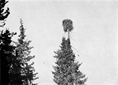 osprey nest