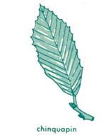 Chinquapin leaf