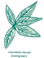Mountain-laurel leaf