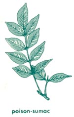 Poison-sumac leaf
