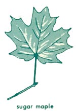 Sugar maple leaf