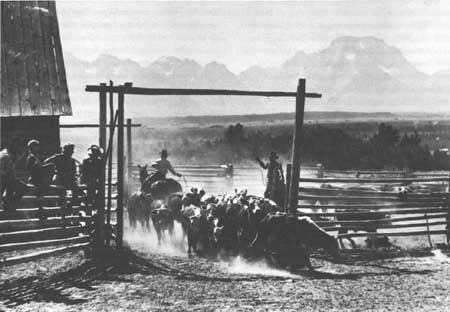 cattle entering corral