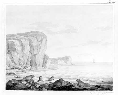 sketch of rocky beach with sea otters
