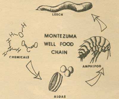 Montezuma Well Food Chain
