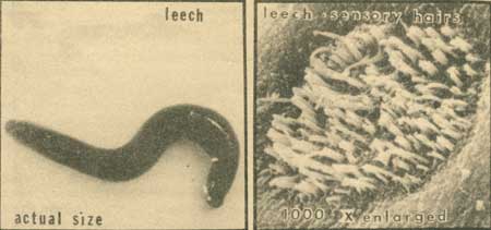 leech