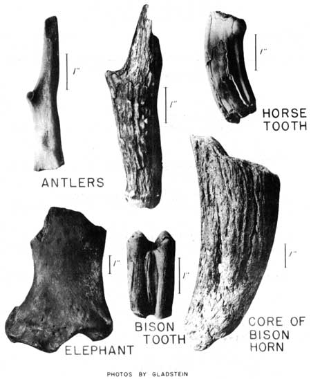 bone fragments