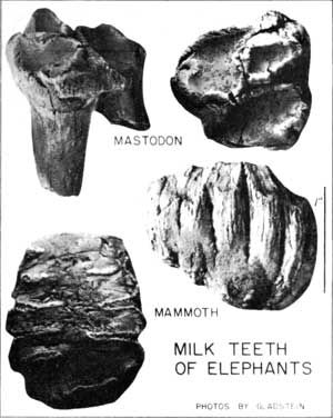 milk teeth of elephants