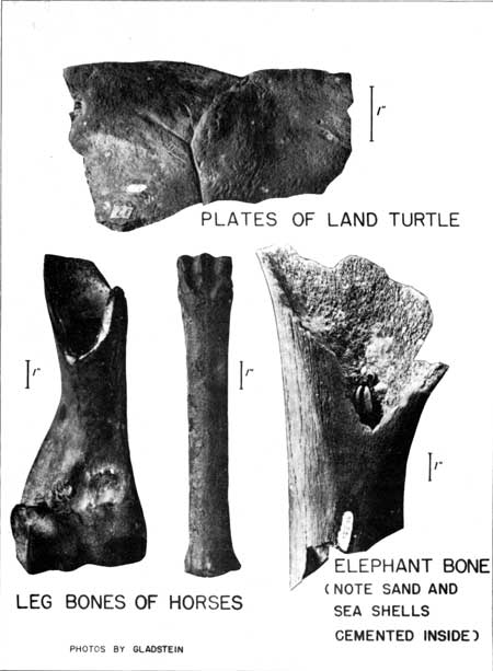 bones of turtle, horse, elephant