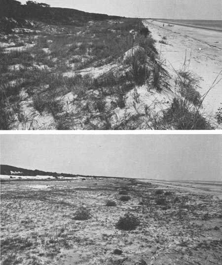 dune system, overgrazed beachfront