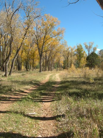 1Cottonwoods near Pecos River