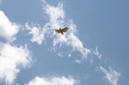 Birds rth