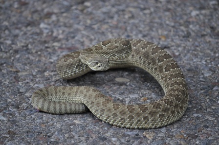 Rattlesnake-by-Waleska-august-2011