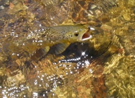fly fishing 5 sm by doug brown