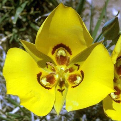 Calochortus aureus golden mariposa