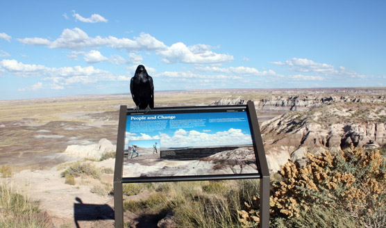 Blue Mesa wayside exhibit People and Change and resident raven.