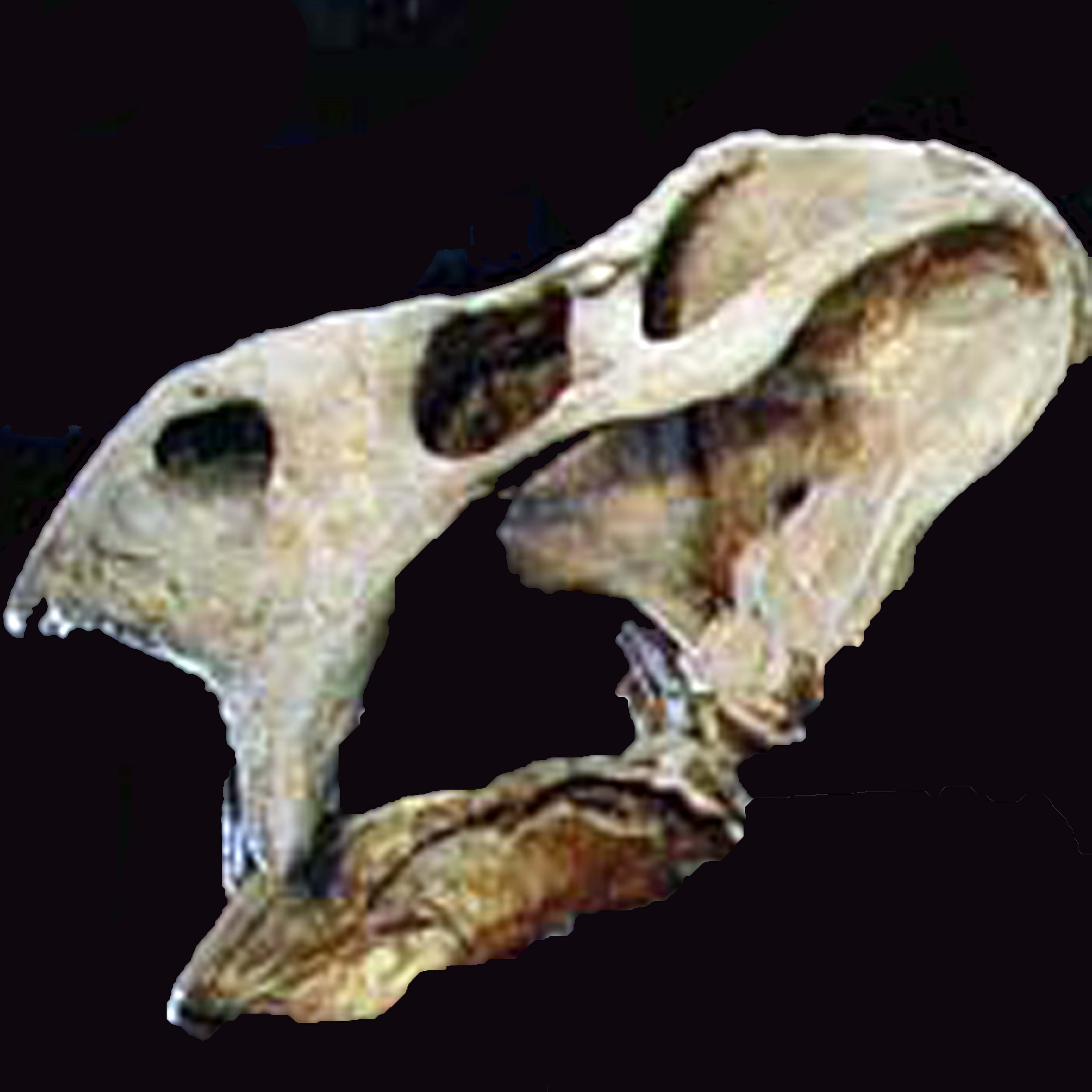 Placerias skull