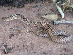 Petrified Forest National Park Wildlife Bullsnake