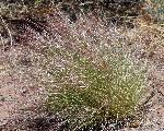 Aristida purpurea var longiseta purple threeawn