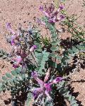 Astragalus spp, purple milkvetch, locoweed 