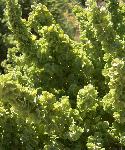 Atriplex canescens fourwing saltbush