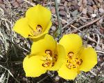 Calochortus aureus golden mariposa lily