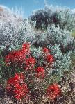Castilleja spp. paintbrush