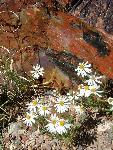 Chaetopappa ericoides rose heath