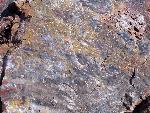 Close up of petrified wood, Petrified Forest National Park6