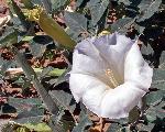 Datura wrightii, sacred thornapple