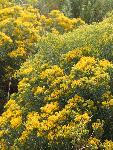 Ericameria spp, rabbitbrush