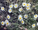 Erigeron divergens, spreading fleabane