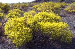 Eriogonum corymbosum var. aureum, crispleaf buckwheat