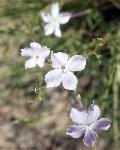 Ipomopsis longiflora, pale blue trumpet