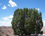 Juniperus monosperma, one seed juniper