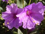 Mirabilis multiflora  large four o’ clock