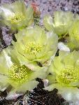 Opuntia spp. Pricklypear