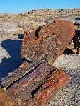 Petrified Forest National Park Scenic-Giant Logs