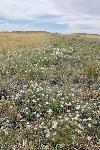 Petrified Forest National Park Scenic-Grassland
