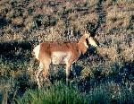 Petrified Forest National Park Wildlife American Pronghorn