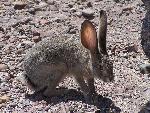 Petrified Forest National Park Wildlife Black-tailed Jackrabbit