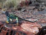 Petrified Forest National Park Wildlife Collared Lizard