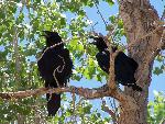 Petrified Forest National Park Wildlife Common Raven 