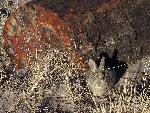Petrified Forest National Park Wildlife Cotton-tailed Rabbit